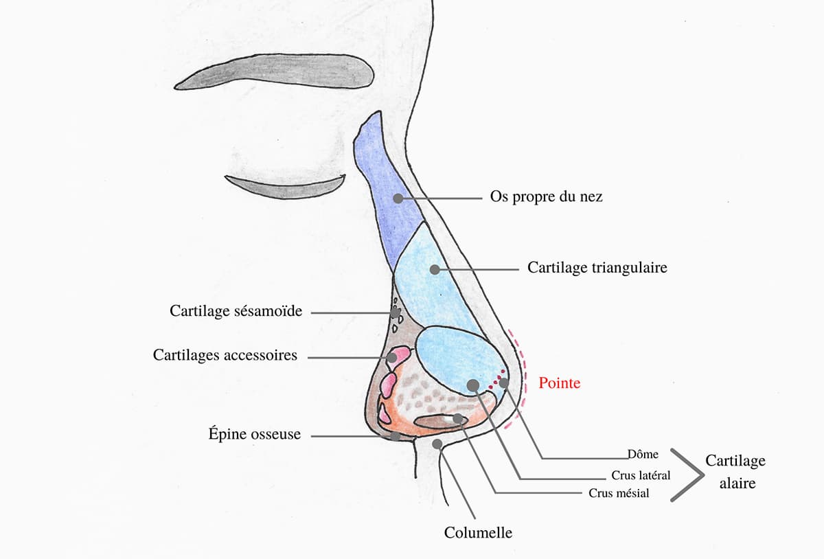 Schema explicatif de l'anatomie du nez